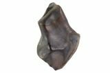 Fossil Ankylosaur Tooth - Montana #97499-1